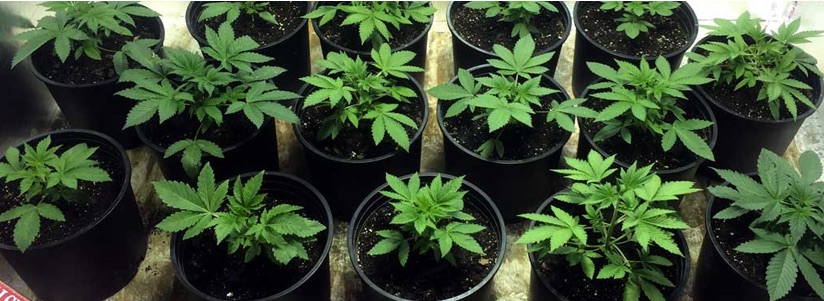 the GDP and marijuana