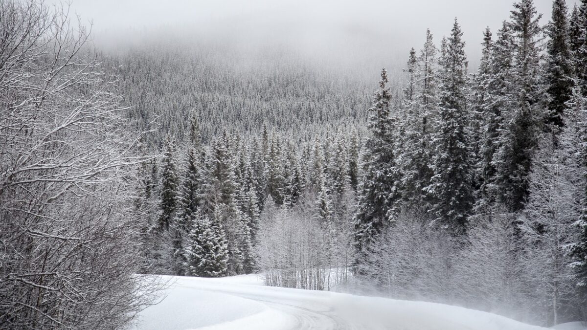 Christmas tree demand and supply