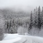 Christmas tree demand and supply