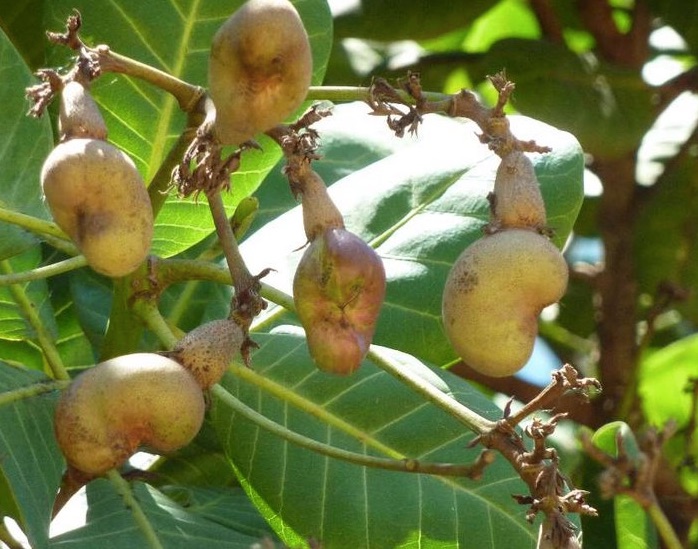 Weekly Economic News Roundup and cashew globalization