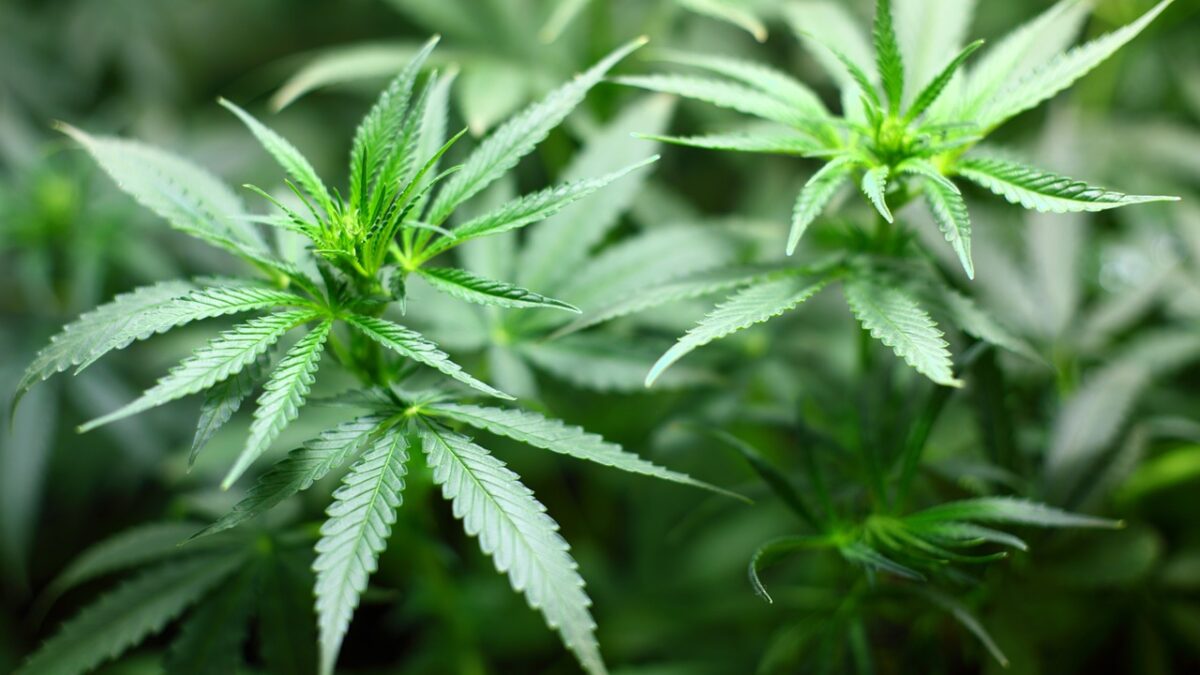 Weekly Economic News Roundup and marijuana prices