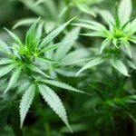 Weekly Economic News Roundup and marijuana prices