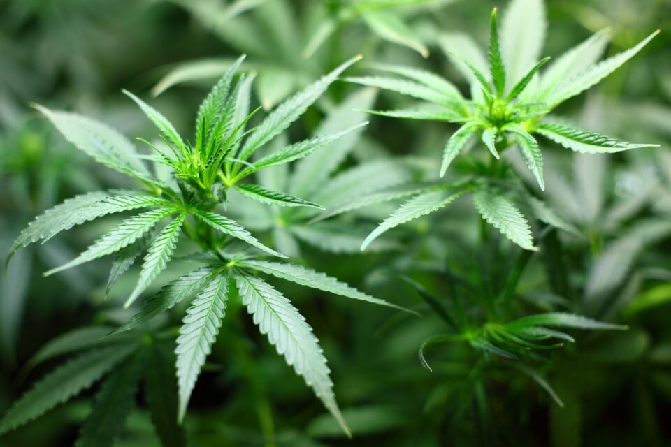 Weekly Economic News Roundup and marijuana prices