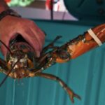 Weekly economic news roundup and Maine lobster industry