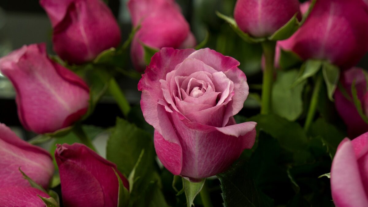 Weekly Economic News Roundup and Columbia's Valentine's roses