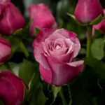 Weekly Economic News Roundup and Columbia's Valentine's roses