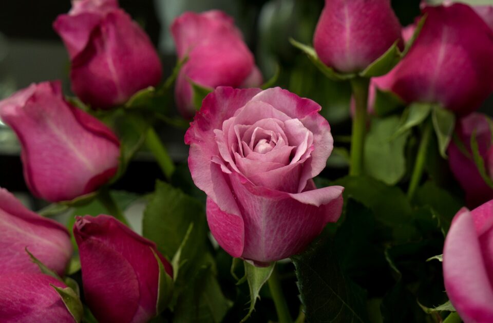 Weekly Economic News Roundup and Columbia's Valentine's roses