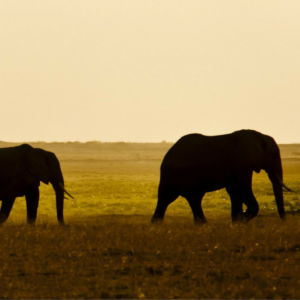 avocados and elephants