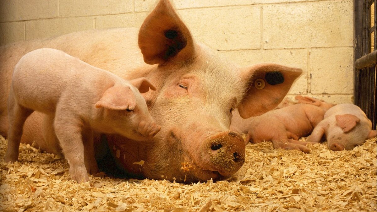 Weekly Economic News Roundup and animal welfare