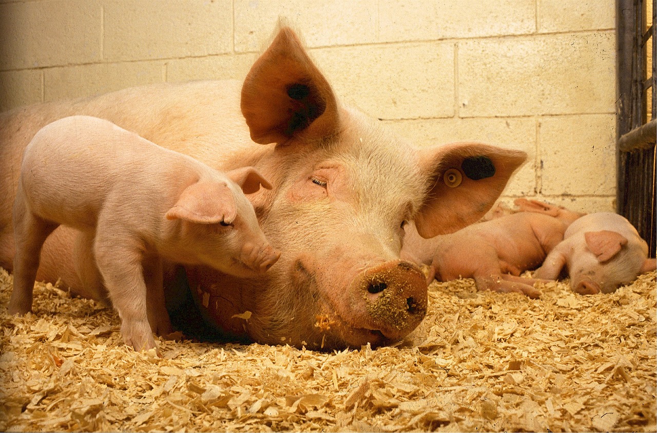 Weekly Economic News Roundup and animal welfare