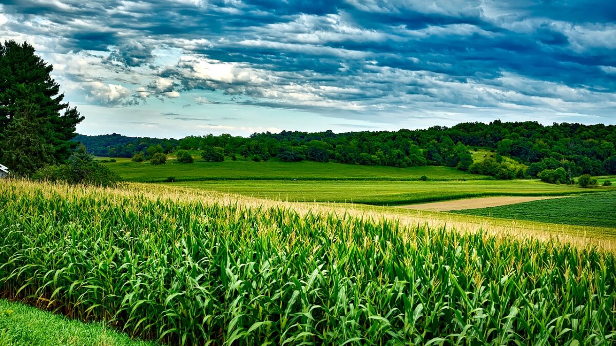 soybean markets
