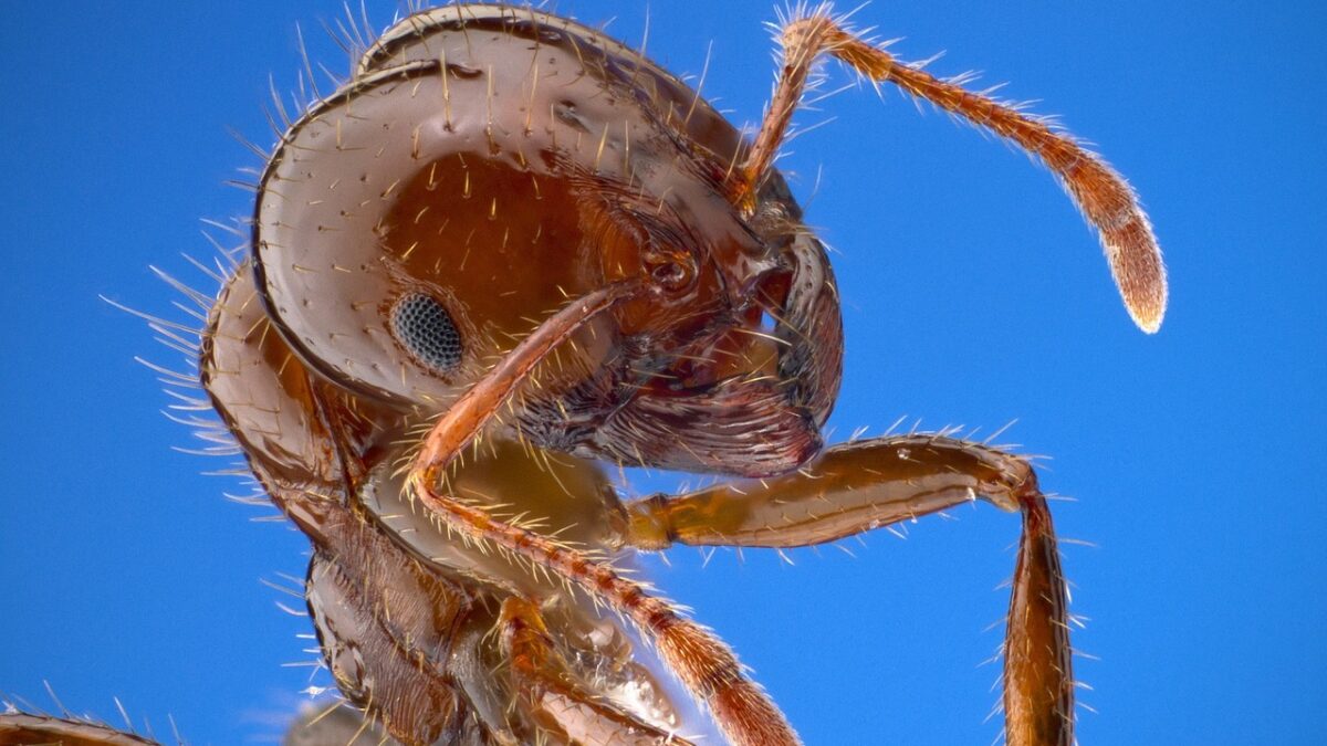 Our weekly economic news roundup and ant economics