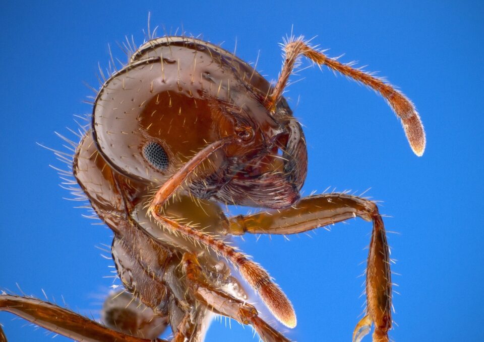 Our weekly economic news roundup and ant economics
