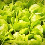 Weekly Economic News Roundup and indoor farmers