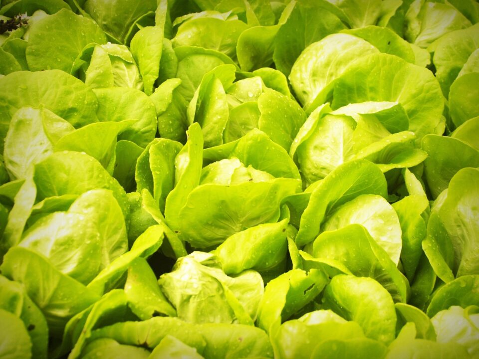 Weekly Economic News Roundup and indoor farmers