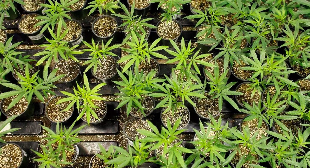 Weekly Economic News Roundup and marijuana economics