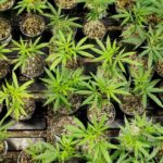 Weekly Economic News Roundup and marijuana economics