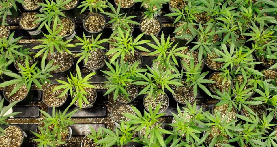 Weekly Economic News Roundup and marijuana economics