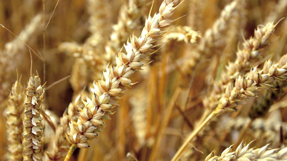 economic news roundup and farmer protests