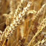 economic news roundup and farmer protests
