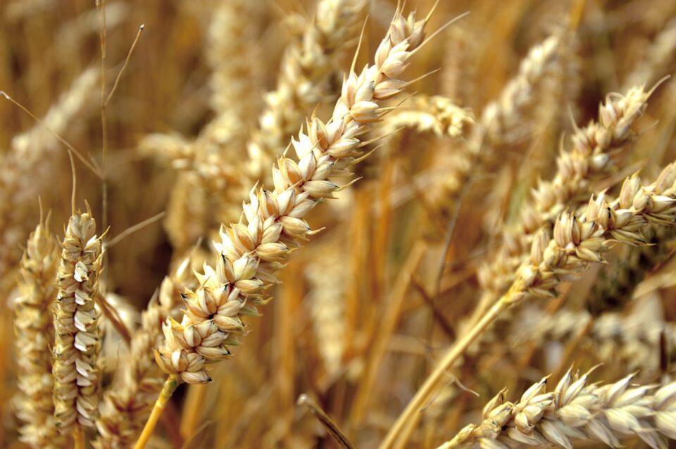 economic news roundup and farmer protests