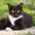 Weekly economic news roundup cat census