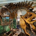 Smithsonian T.rex
