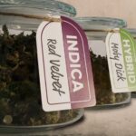 Our Weekly Economic News Roundup and marijuana tax revenue