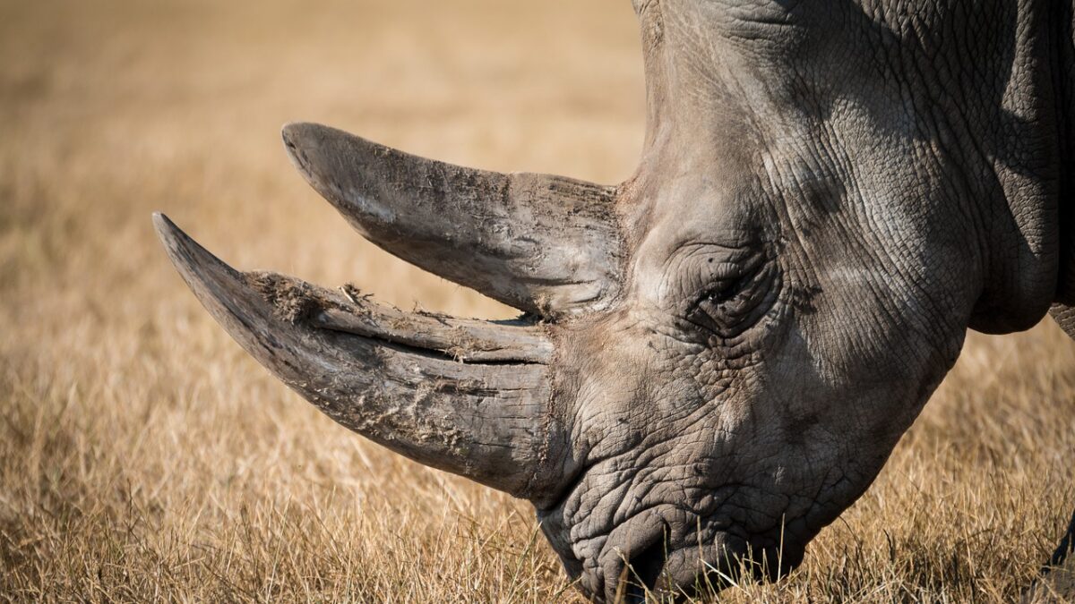Weekly Economic News Roundup and rhino conservation