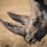 Weekly Economic News Roundup and rhino conservation
