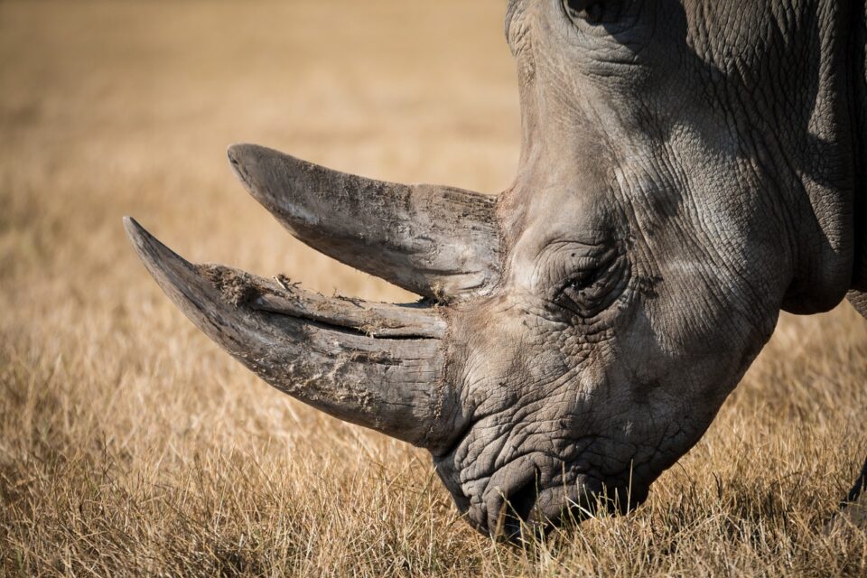 Weekly Economic News Roundup and rhino conservation