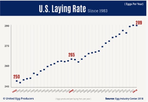 egg laying hens
