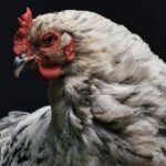 Weekly Economic News Roundup and glut