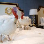 economic news roundup and turkey pardons