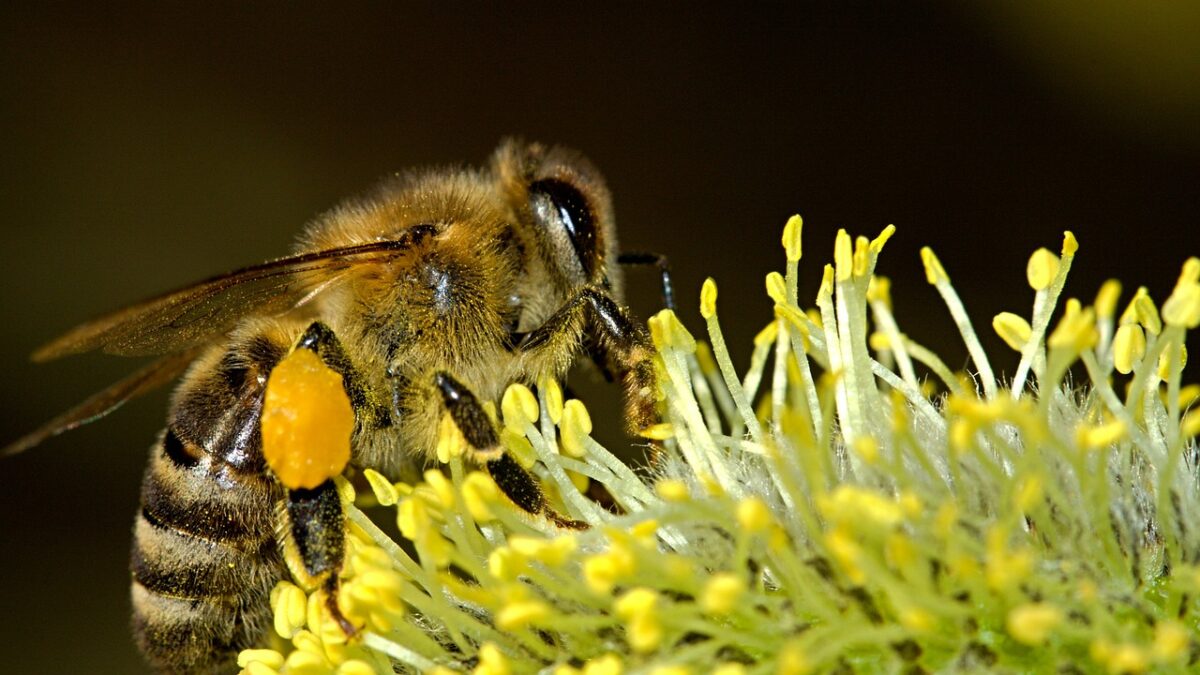 honeybee mystary and colony collapse disorder