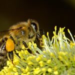 honeybee mystary and colony collapse disorder