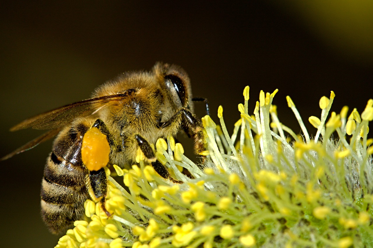 commercial pollination