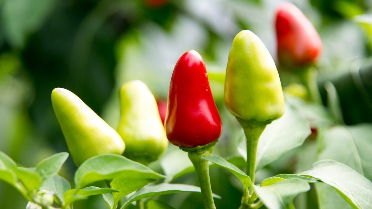 spicy food trend