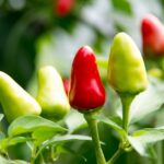 spicy food trend