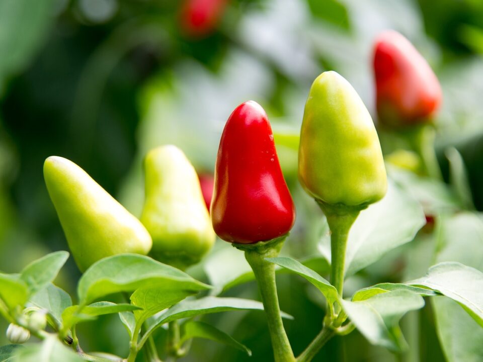 spicy food trend