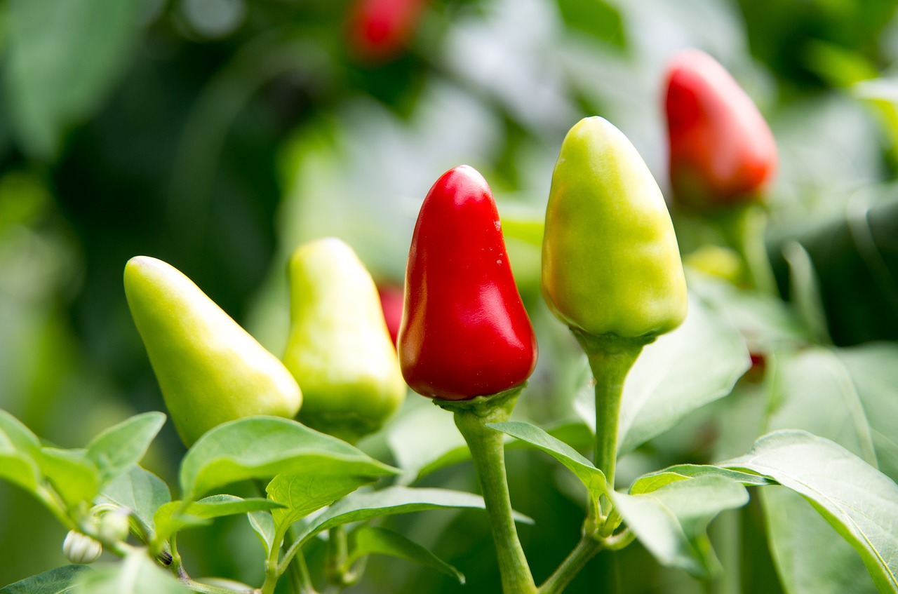 New Mexico's green chile peppers