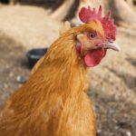 Weekly Economic News Roundup and avian flu