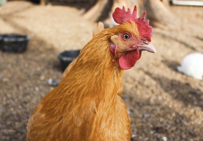 Weekly Economic News Roundup and avian flu