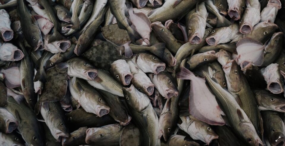 Migrating Fish Fights