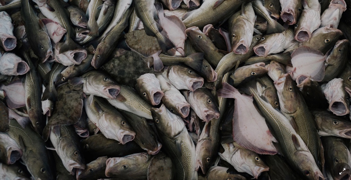 Migrating Fish Fights
