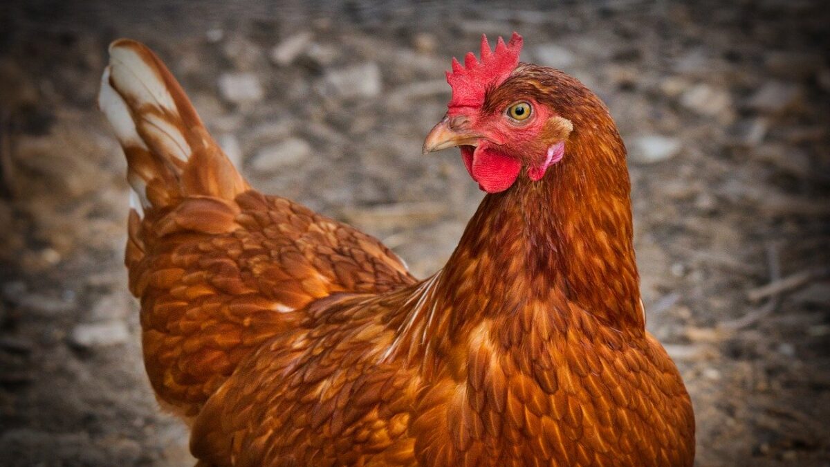 Weekly Economic News Roundup and chickens' welfare