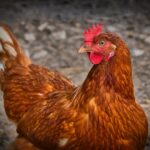 Weekly Economic News Roundup and chickens' welfare