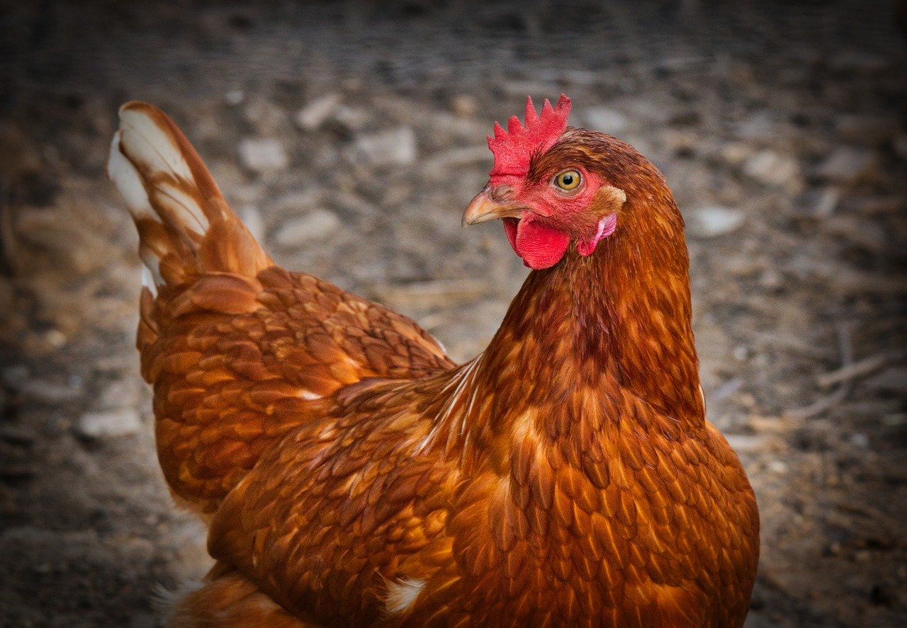 Weekly Economic News Roundup and chickens' welfare