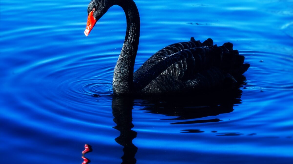 Weekly Economic News Roundup and black swans and gray rhinos
