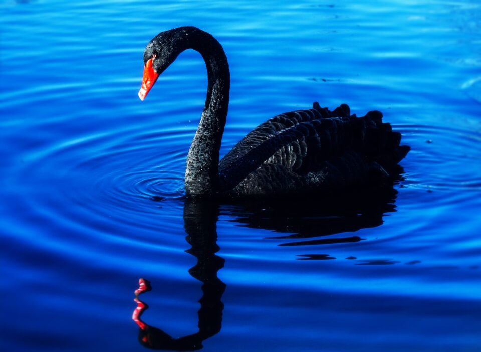 Weekly Economic News Roundup and black swans and gray rhinos